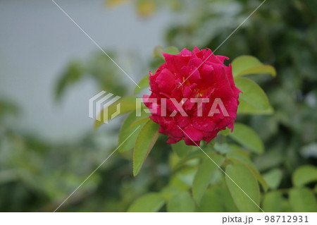 荒尾市 おもやい市民花壇 バラの花、 荒尾市 おもやい市民花壇 バラの花、 98712931