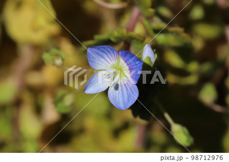 日本の冬の庭に咲く青いオオイヌノフグリの花 日本の冬の庭に咲く青いオオイヌノフグリの花 98712976