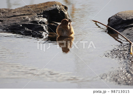 ジョウビタキの水浴び 水遊び ジョウビタキの水浴び 水遊び 98713015