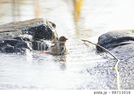 ジョウビタキの水浴び　水遊び 98713016
