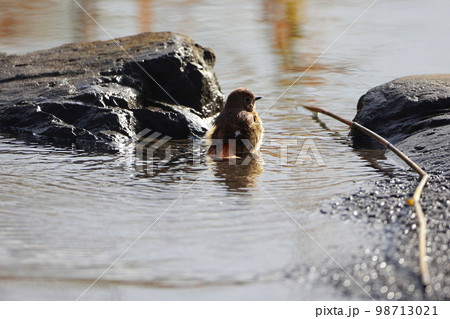 ジョウビタキの水浴び 水遊び ジョウビタキの水浴び 水遊び 98713021