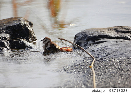 ジョウビタキの水浴び 水遊び ジョウビタキの水浴び 水遊び 98713023