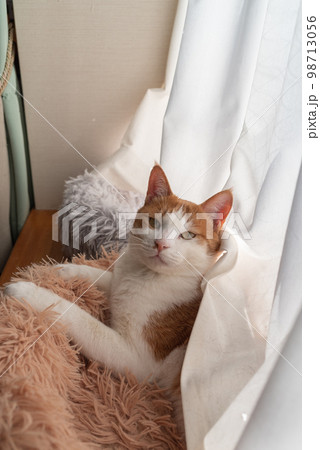 可愛い猫　茶トラ白 98713056