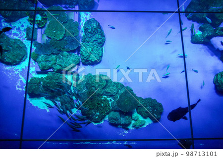 DMMかりゆし水族館 DMMかりゆし水族館 98713101
