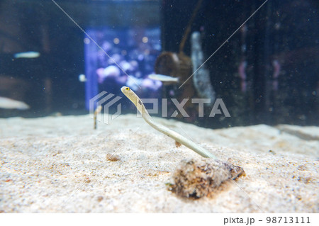 DMMかりゆし水族館 98713111