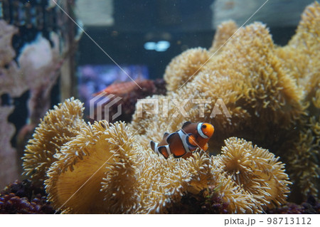 DMMかりゆし水族館 98713112