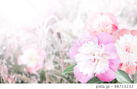 Branch of peony (Paeonia) on sunny beautiful nature spring background. Summer scene with twig of Paeoniaceae with flowers of pink color 98713232