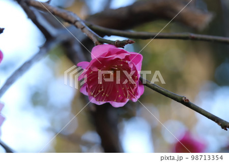 日本の冬の庭に咲くピンク色の紅梅の花 98713354