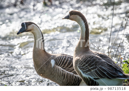 Two geese near a river in the middle of nature 98713518