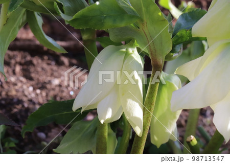 日本の冬の庭に咲くクリスマスローズの白い花 98713547