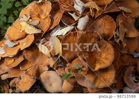Armillaria mellea, commonly known as honey fungus, is a basidiomycete fungus in the genus Armillaria. Beautiful edible mushroom 98713599