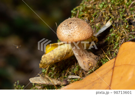 Armillaria mellea, commonly known as honey fungus, is a basidiomycete fungus in the genus Armillaria. Beautiful edible mushroom Armillaria mellea, commonly known as honey fungus, is a basidiomycete fungus in the genus Armillaria. Beautiful edible mushroom 98713601