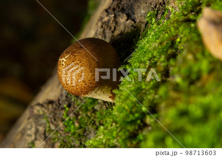 Forest mushroom. Common downy mushroom - Lycoperdon perlatum - growing in green moss in autumn forest Forest mushroom. Common downy mushroom - Lycoperdon perlatum - growing in green moss in autumn forest 98713603