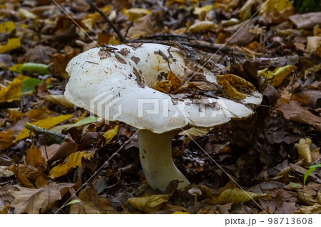 Lactifluus vellereus formerly Lactarius vellereus fungus in the forest Lactifluus vellereus formerly Lactarius vellereus fungus in the forest 98713608