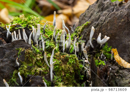 Amazing litte mushroom looks like branches with drops of dew - Xylaria hypoxylon Amazing litte mushroom looks like branches with drops of dew - Xylaria hypoxylon 98713609