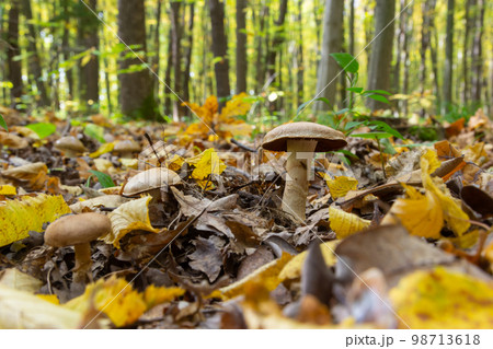 Small Gassy webcap, Cortinarius traganus, poisonous mushrooms in forest close-up, selective focus, shallow DOF 98713618