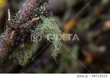 Closeup of lichen Usnea Filipendula and a parasite plant in a tree branch. Photo taken in the morning with the dew drops 98713619