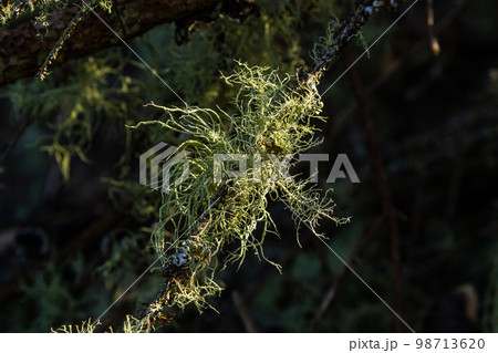 Usnea barbata ,old man's beard, or beard lichen growing naturally on turkey oak tree in Florida, natural antiobiotic. Usnea barbata ,old man's beard, or beard lichen growing naturally on turkey oak tree in Florida, natural antiobiotic. 98713620