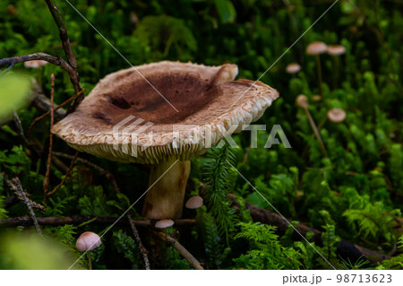 Tricholoma imbricatum, Matt knight mushroom in the autumn forest Tricholoma imbricatum, Matt knight mushroom in the autumn forest 98713623