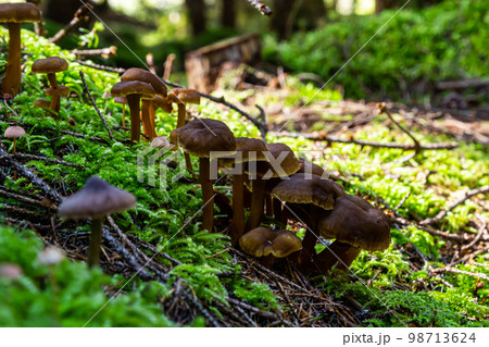 Gymnopus hariolorum mushrooms on the old stump Gymnopus hariolorum mushrooms on the old stump 98713624