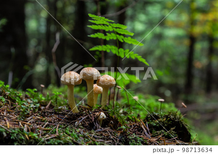 Armillaria mellea, commonly known as honey fungus, is a basidiomycete fungus in the genus Armillaria. Beautiful edible mushroom 98713634