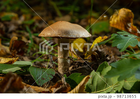 Gymnopus hariolorum mushrooms on the old stump 98713655