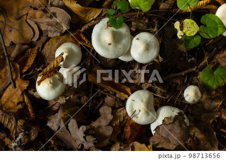Ivory Woodwax Fungi - Hygrophorus eburneus Growing in Beech leaf litter 98713656