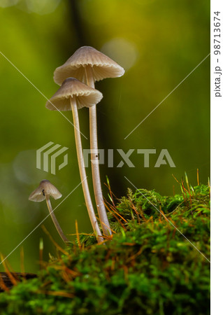 White mushrooms in the forest, Mycena piringa mushrooms White mushrooms in the forest, Mycena piringa mushrooms 98713674