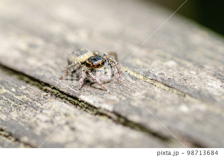 ネコハエトリ 98713684