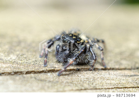 ネコハエトリ 98713694