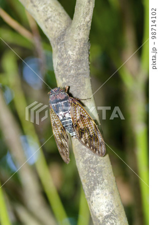 アブラゼミ アブラゼミ 98714102