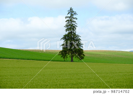 6月のクリスマスツリーの木 6月のクリスマスツリーの木 98714702