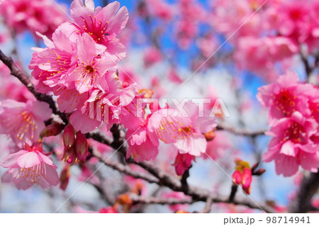 冬に咲く沖縄のカンヒ桜 冬に咲く沖縄のカンヒ桜 98714941