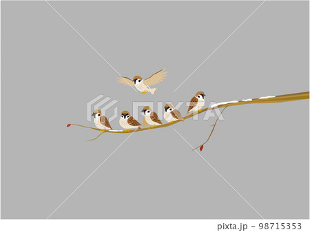 スズメ02雪曇り スズメ02雪曇り 98715353