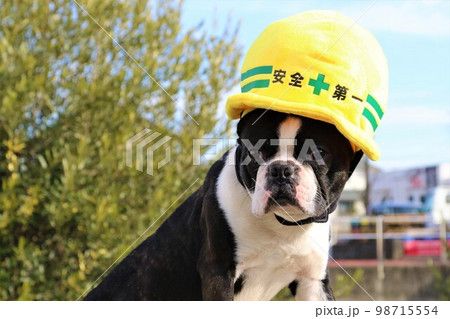 安全第一のヘルメット形の黄色い帽子を被って可愛く見つめるボストンテリアのマイティくん♡ 98715554