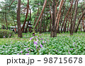 観光地 松 自然 98715678