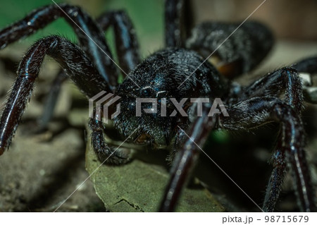 Spider in the jungles of Thailand 98715679