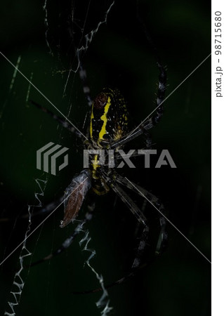 Spider in the jungles of Thailand 98715680