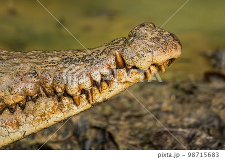 A large Saltwater Crocodile at Borneo 98715683
