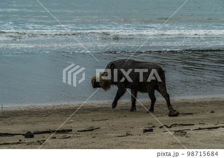 A large Bearded Pig in the Bako area 98715684