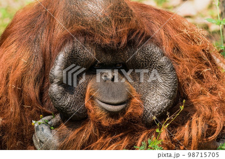 Close-up portrait of Orangutan monkey 98715705