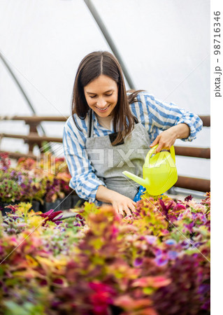Woman florist in apron water flowers plantation use watering can smiling enjoying plants cultivation Woman florist in apron water flowers plantation use watering can smiling enjoying plants cultivation 98716346