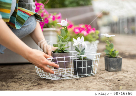 Florist woman cultivated flower plants with petal leaves transplanting in box working at greenhouse 98716366