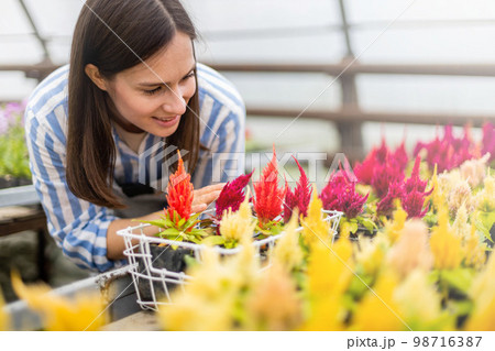 Happy gardener female smiling touching cultivated plants flowers in box having positive emotion Happy gardener female smiling touching cultivated plants flowers in box having positive emotion 98716387