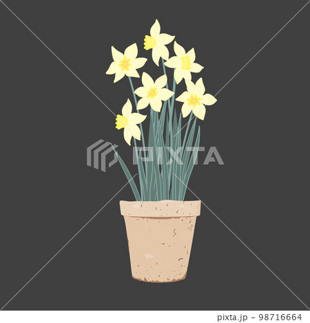 Potted Daffodil plant. First Spring Flowers in a clay pot. Vector illustration isolated on a white background 98716664