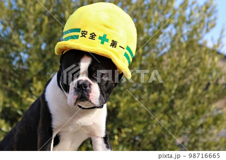 安全第一のヘルメット形の黄色い帽子を被って可愛く見つめるボストンテリアのマイティくん♡ 98716665