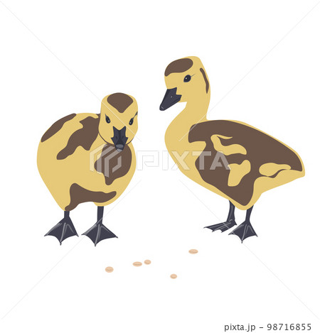 Two cute little newborn fluffy Canada gosling. Pair of goose babies isolated on a white background, vector illustration. 98716855