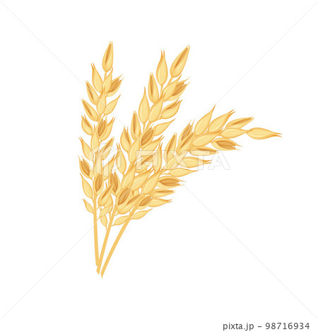 Oats. Three ears of oats. Illustration for food packaging. Cereal plants. Oatmeal. Vector illustration of grain crops isolated on a white background 98716934