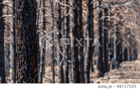 Closeup of burnt pine tree trunk with shallow depth of field Closeup of burnt pine tree trunk with shallow depth of field 98717205
