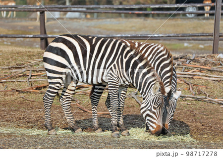 グランドシマウマ 98717278